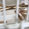 2020年１月生まれのシルバー文鳥です。 サムネイル6