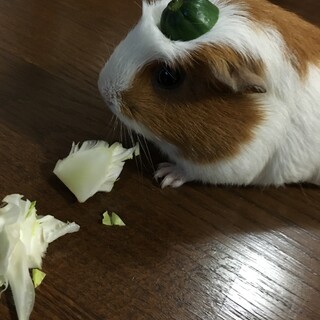 4歳半のおとなしいモルモットです