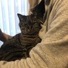 もふねこ