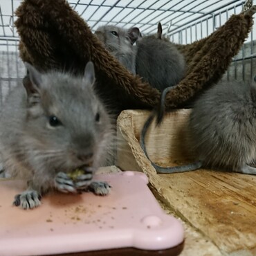 生後５週目のチビ達の様子  おやつタイムです♪