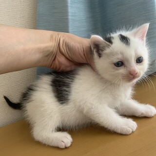 額にダイヤ ブルーアイ とき君 離乳中