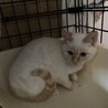 こがねちゃんです。
