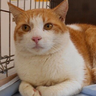 ナデナデ大好きな甘えん坊の男の子