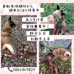 「倉敷っ子あつすけ君お泊り保育一日目→譲渡決定！」サムネイル2