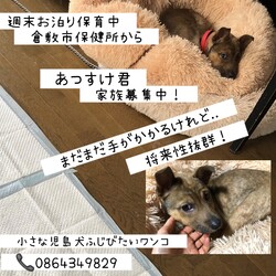 「倉敷っ子あつすけ君お泊り保育一日目→譲渡決定！」サムネイル3