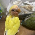 コザクラインコ雛里親募集