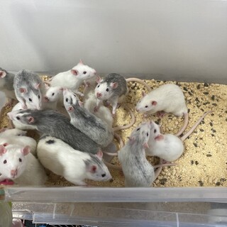 ラットの里親募集！