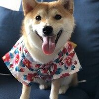チャイ
