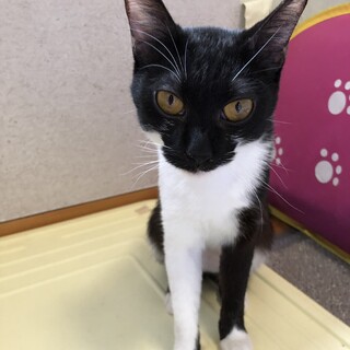 模様が可愛い　「くぅちゃん」