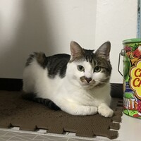ミント