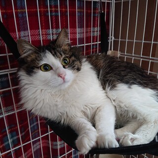 【テレお見合い可】女子力高いミンミとお幸せに♡