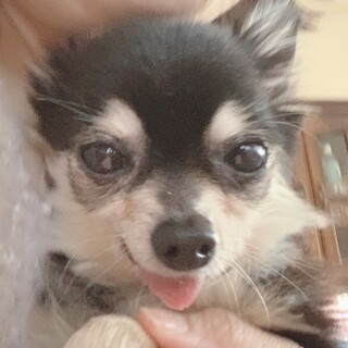 里親様に迎えられました。チワワ♂