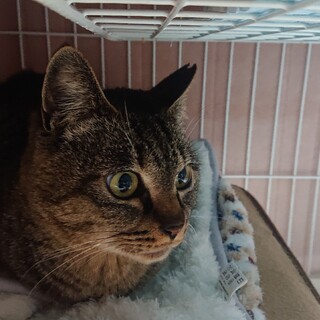 【募集一旦停止】劣悪な環境からのレスキュー№１