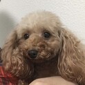 小さなプードル るりちゃん