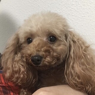 小さなプードル るりちゃん