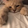 うにやん