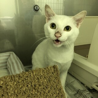 穏やかな優しい男の子　「ミルクくん」