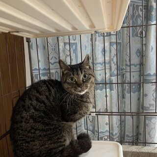 【募集一旦停止】劣悪な環境からのレスキュー№2