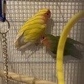コザクラインコ2羽里親募集　