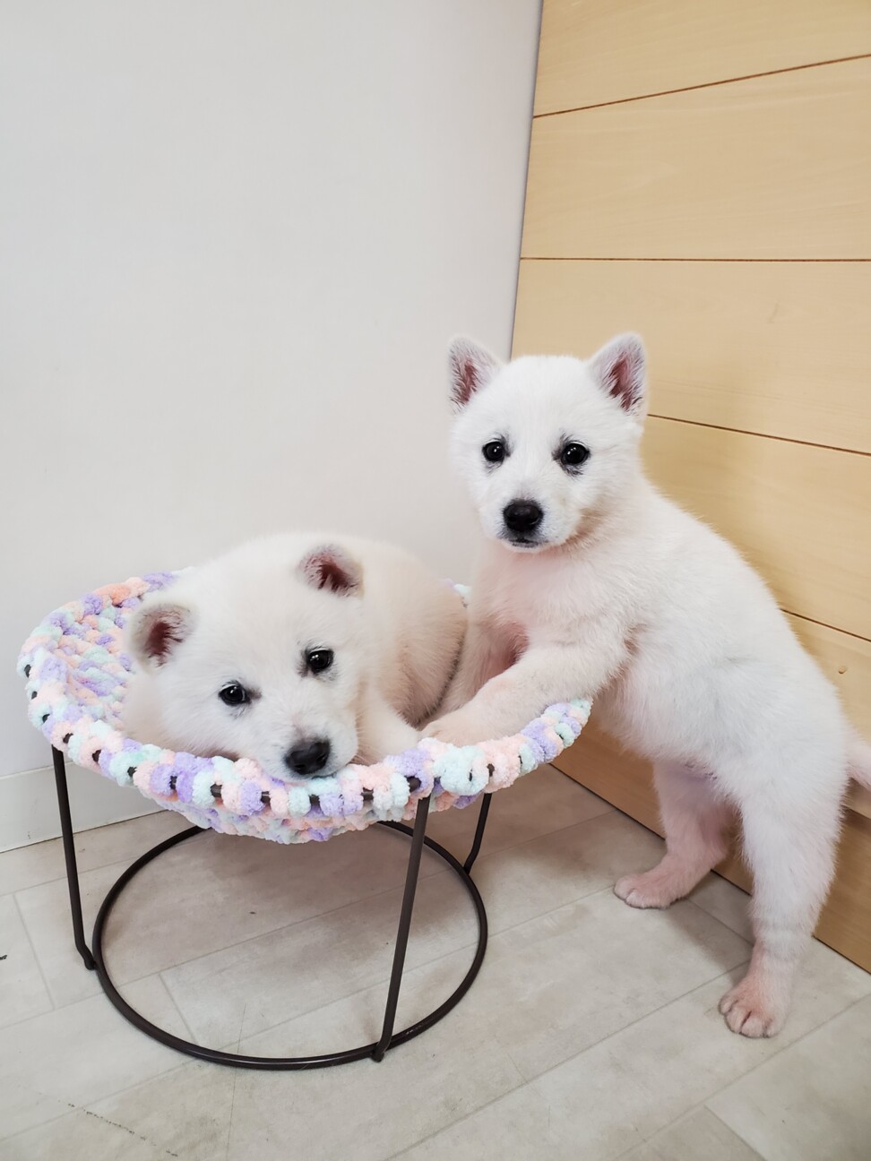 可愛すぎる１ヶ月半のシロ 兵庫県 犬の里親募集 ペットのおうち 月間利用者150万人