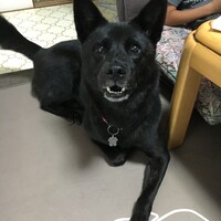 風子