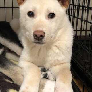 一旦募集停止けんです！ぼく、がんばってます！！