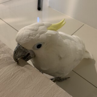 応募が多すぎた為一旦ストップします。