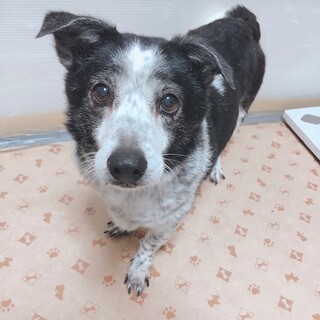 短足で黒いブチ模様が特徴のちくわくん★