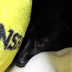 「ジレンマ」サムネイル3