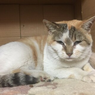 助けてください、白血病キャリアのシニアです