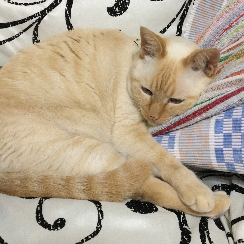 ミーシャのカバー写真
