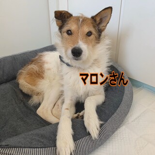 マロンさんトライアルにつき募集停止