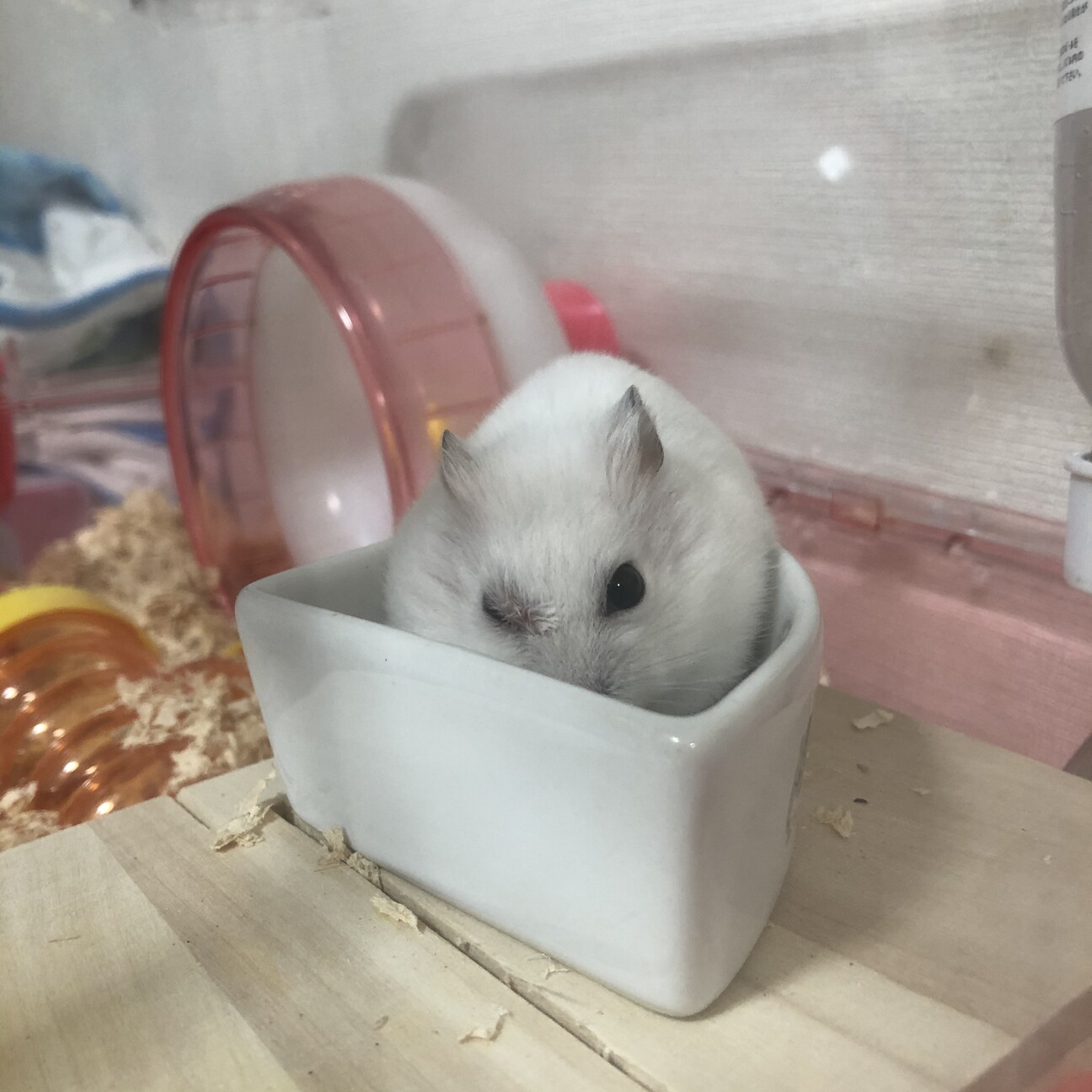 目の周りが赤く少し毛が抜けたように思えます 相談 5873 ペットのおうち 月間利用者150万人