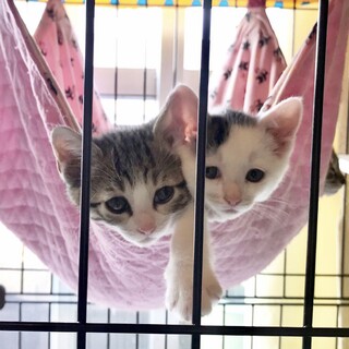 【再募集】生後2ヶ月の可愛い子猫兄妹ペアで