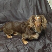 KOKO