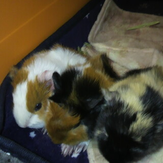 里親さん決まりました。ありがとうございます。