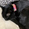 最近の首輪です。こちらは裏に電話番号記載してあります。