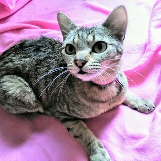 超甘えん坊の小顔のエビテンちゃん