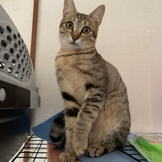 超美猫！ネコ好きコトラちゃん１才