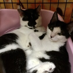 お久しぶりに活動報告と募集中の猫ズ