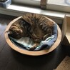 こねばち、ゆず