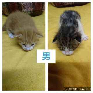 小さな白キジの男の子