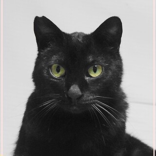 静かに甘える☆黒猫ソリちゃんもうすぐ2歳