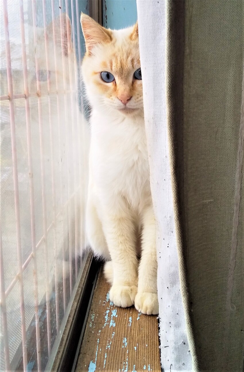 青い目のシャム白君 奈良県 猫の里親募集 ペットのおうち 月間利用者150万人
