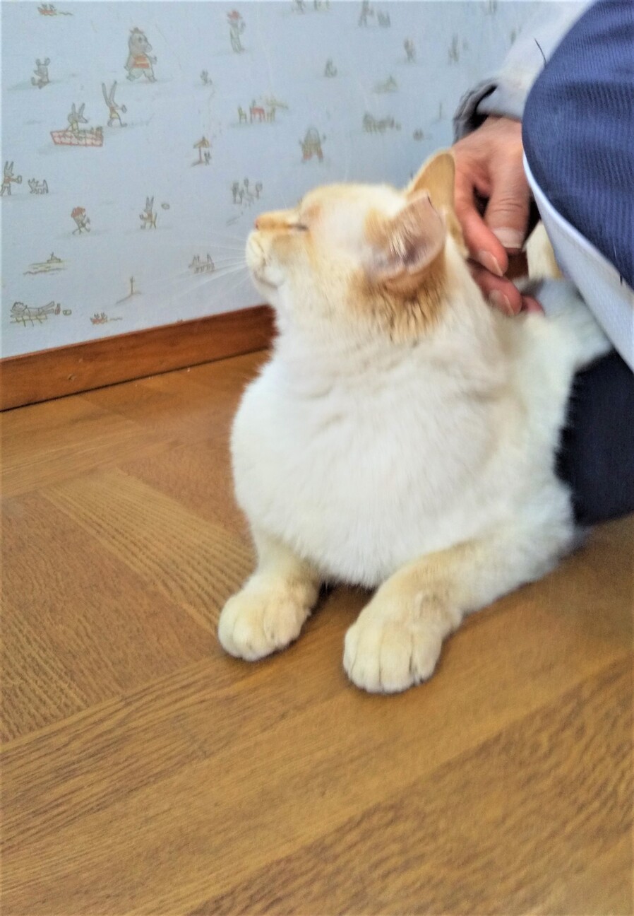 青い目のシャム白君 奈良県 猫の里親募集 ペットのおうち 月間利用者150万人