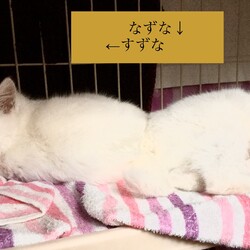 スズナとナズナ