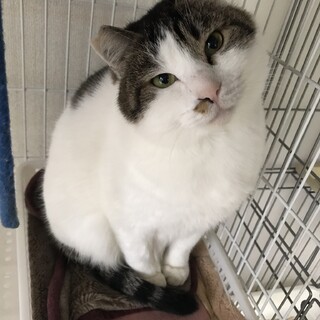 むっちりボディ♫肝っ玉はミニ♡ニィーさん６才