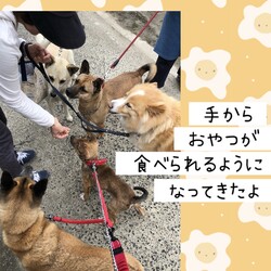 「倉敷っ子あつすけ君お泊り保育二日目→譲渡決定！」サムネイル2