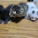 大至急!!!!!可愛い子猫ちゃん里親募集!!!!!