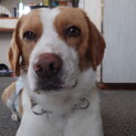 ビーグルミックス犬　♂　タッチです。